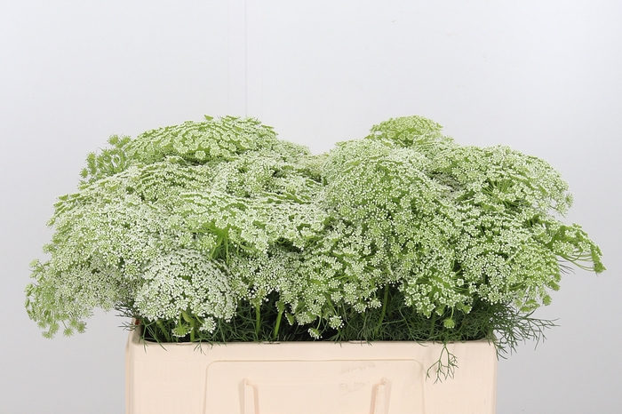 <h4>Ammi Majus Visnaga</h4>