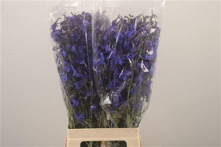 <h4>Delph En Donna Blue</h4>