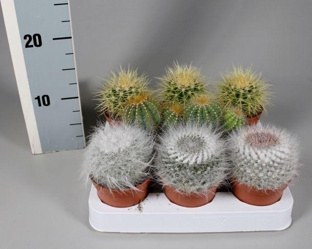 <h4>CACTUS GEM</h4>