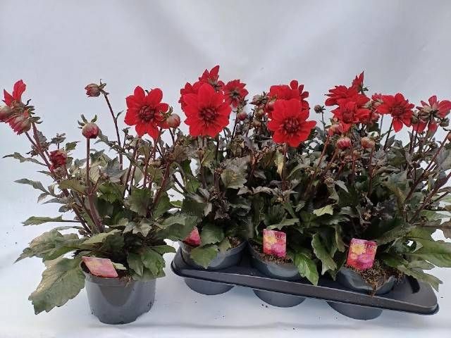 <h4>DAHL D LAB GR RED</h4>