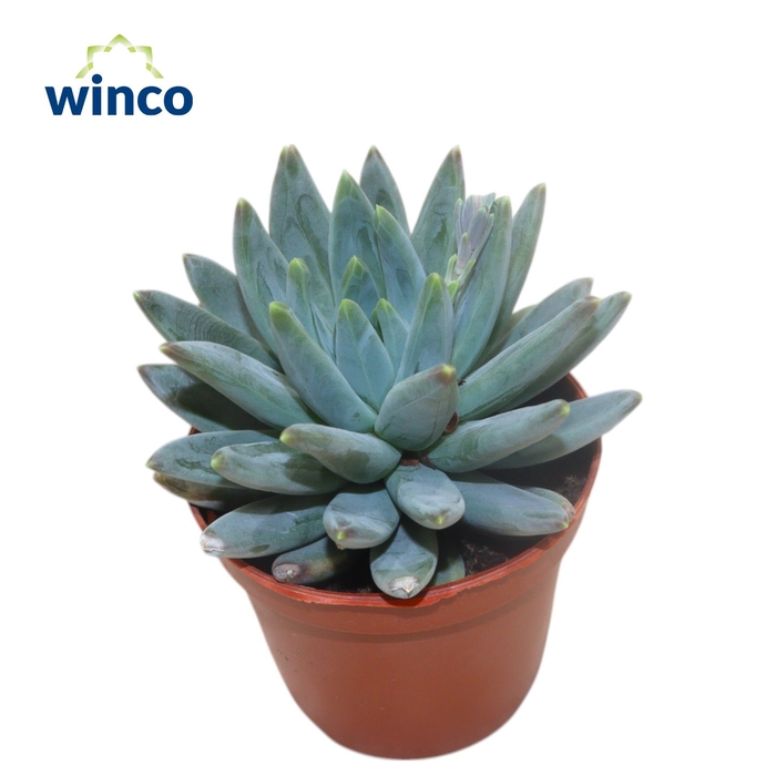 <h4>Echeveria Hookerii</h4>