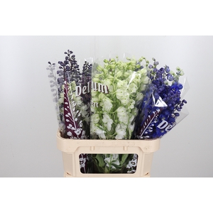 Delphinium El Gemengd