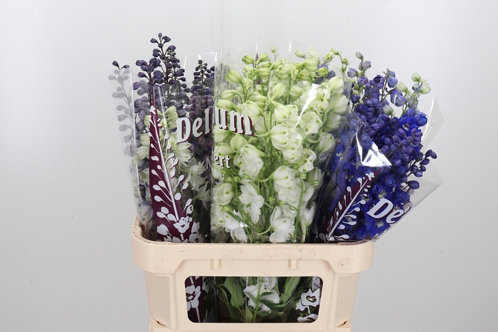 <h4>Delphinium El Gemengd</h4>