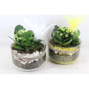 arr2 PL - Glas bose x6 - geel/wit