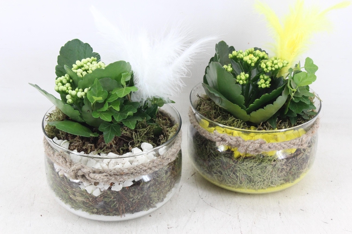 <h4>arr2 PL - Glas bose x6 - geel/wit</h4>