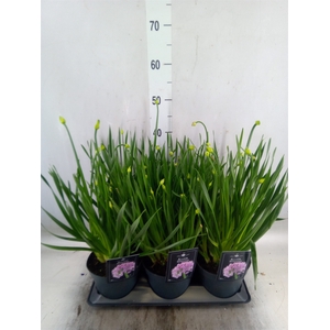 Allium  'Millenium'