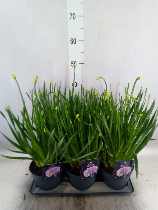 <h4>Allium  'Millenium'</h4>