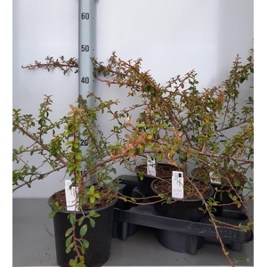 COTON S CORAL BEAUTY