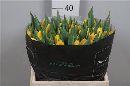 <h4>Tu En Lions Glory</h4>