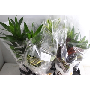 DRACENA VARIADA P17