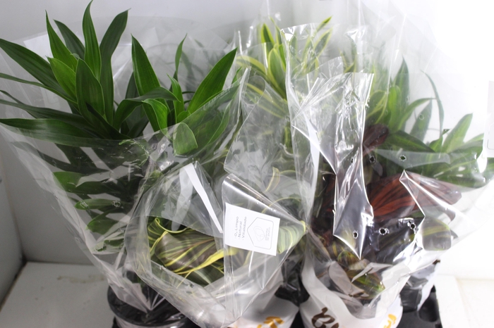<h4>DRACENA VARIADA P17</h4>