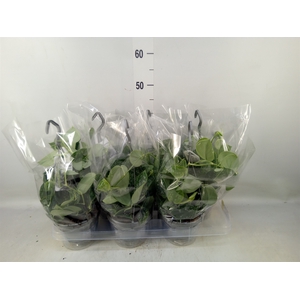 Scindapsus pictus 'Argyraeus'