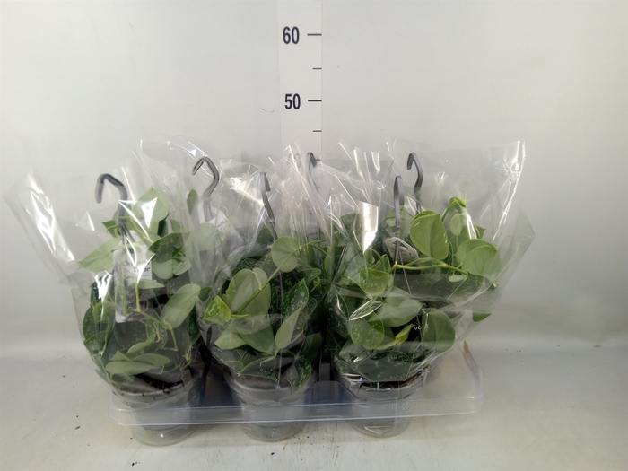 <h4>Scindapsus pictus 'Argyraeus'</h4>