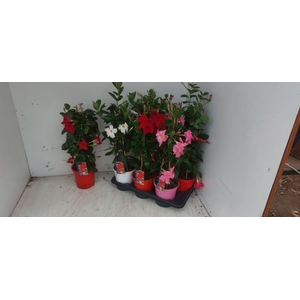 MANDE SUN MIXK