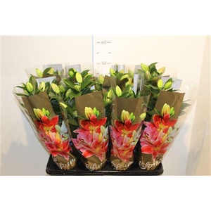 Lilium Souvenir 13cm