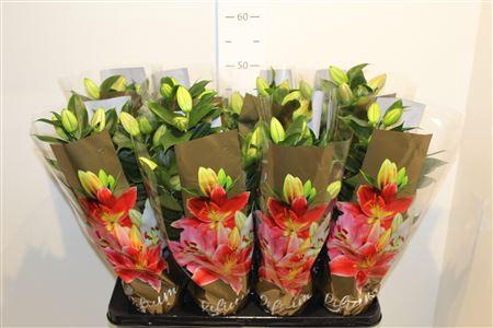 <h4>Lilium Souvenir 13cm</h4>