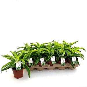 Dracaena fra Compacta Grp Lemon Surprise
