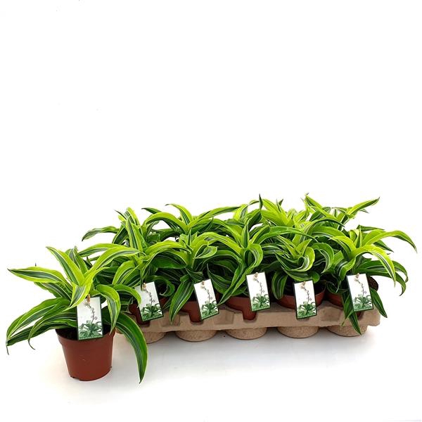 <h4>Dracaena fra Compacta Grp Lemon Surprise</h4>