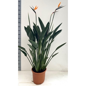 Strelitzia reginae