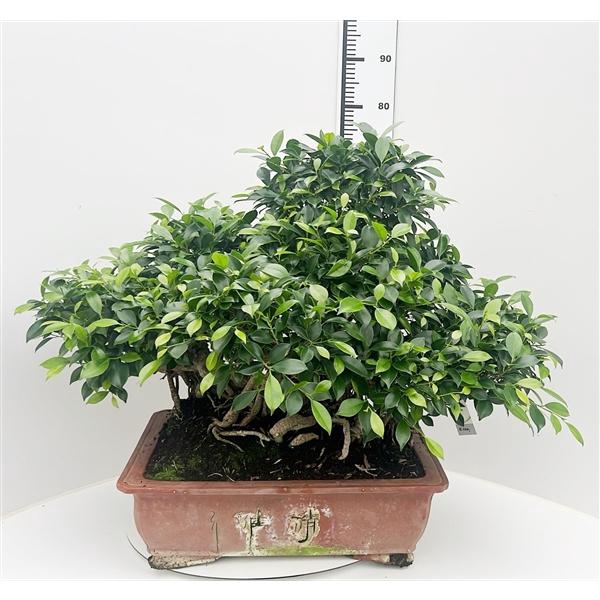 <h4>Ficus retusa, pot 51cm. Height 75cm.( single item)</h4>