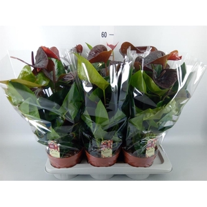 Anthurium andr. 'Essencia'
