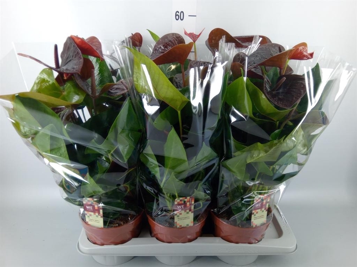 <h4>Anthurium andr. 'Essencia'</h4>