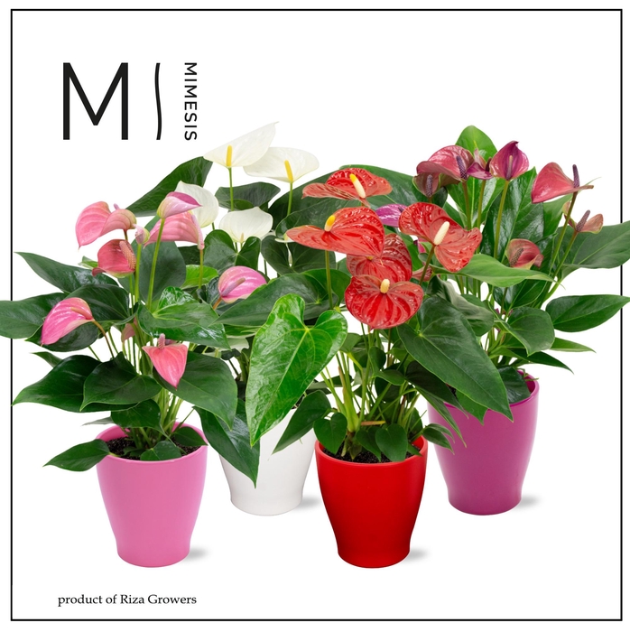 <h4>Mimesis Anthurium KARMA Mix - 12cm</h4>