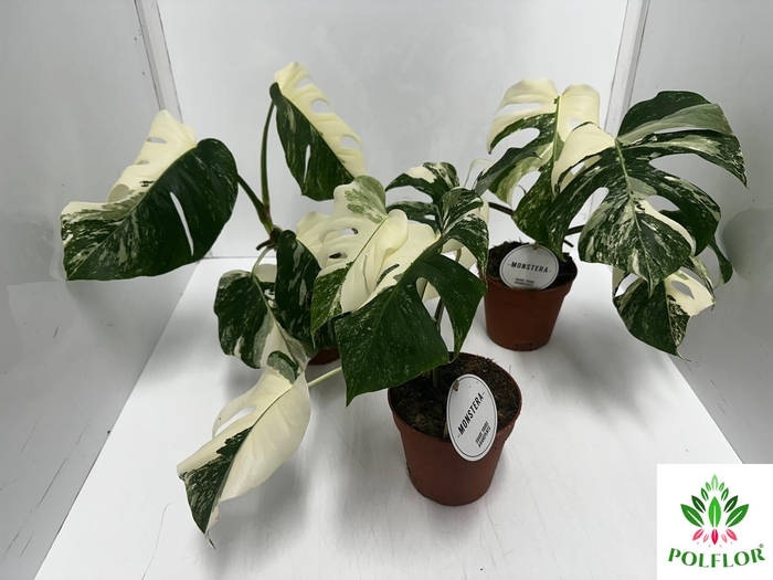 Monstera deliciosa Variegata 15Ø 45cm 1pp