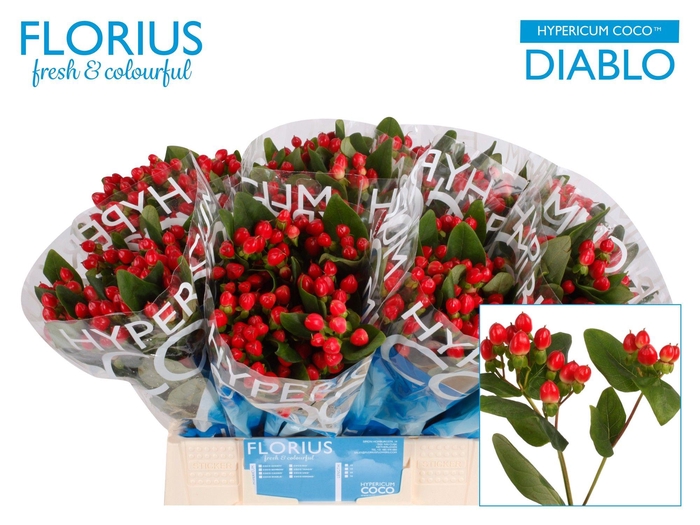 <h4>Hyp Coco Diablo</h4>