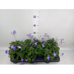Streptocarpus saxorum