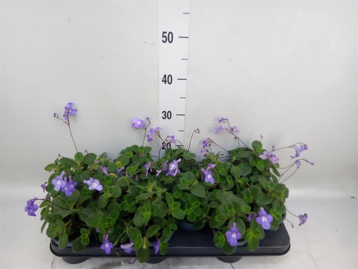 <h4>Streptocarpus saxorum</h4>