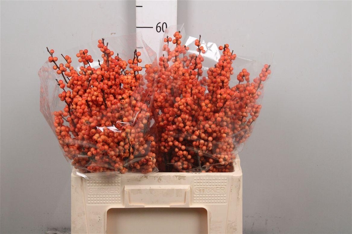 <h4>Ilex Ve Winter Gold</h4>