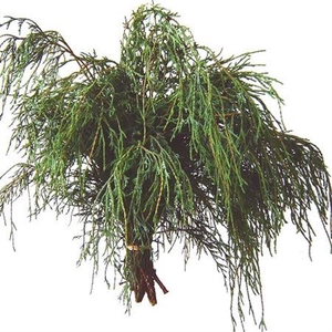 Co Chamae Pisifera Filifera