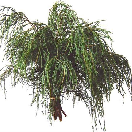 <h4>Co Chamae Pisifera Festival</h4>