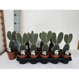 OPUNTIA