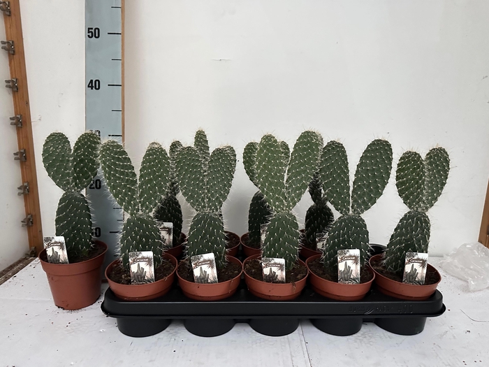 <h4>OPUNTIA</h4>