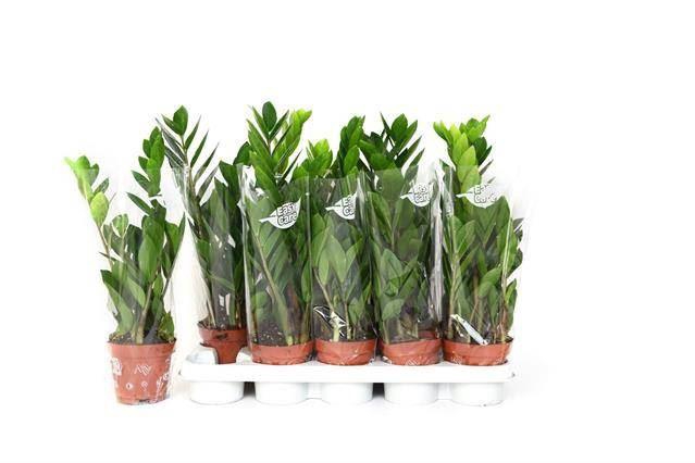 <h4>Zamioculcas zamiifolia</h4>
