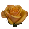 R Gr Tycoon Yellow 50cm EC