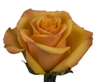 R Gr Tycoon Yellow 50cm EC