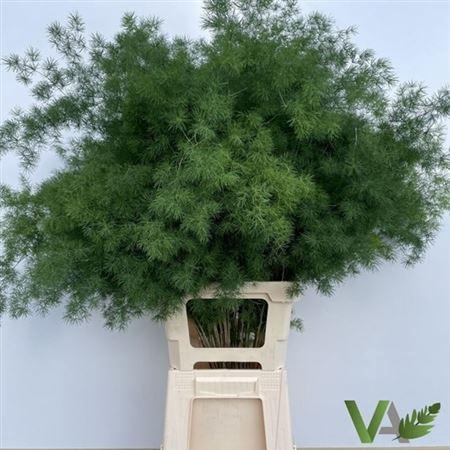 <h4>Asp Umbellatus</h4>