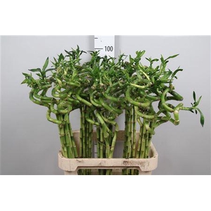 Drac Lucky Bamboo 090cm