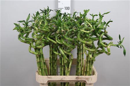 <h4>Drac Lucky Bamboo 090cm</h4>