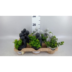 Arr.   Kamerplant Groen L%