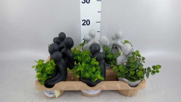 <h4>Arr.   Kamerplant Groen L%</h4>