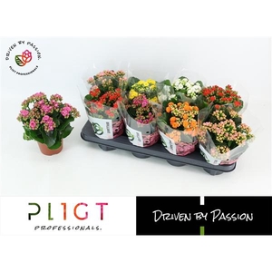 Kalanchoe Mix P12 Brilliant