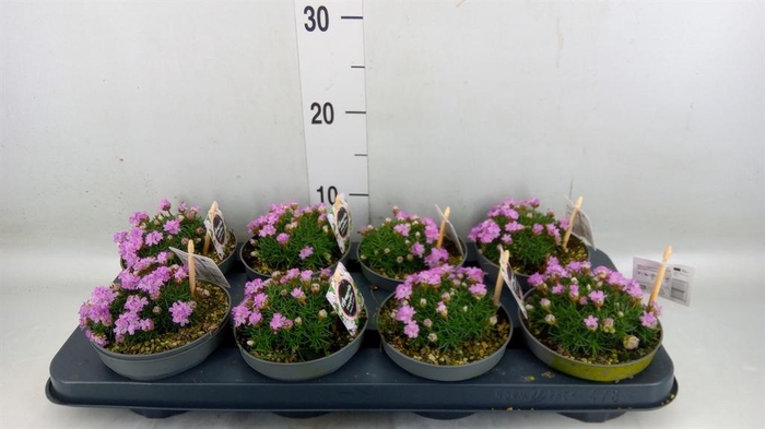 <h4>Armeria caespitosa 'Bevans Vari'</h4>