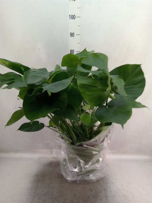 <h4>Monstera delic.</h4>