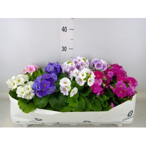 Primula obcon. 'SwKiss Amore'  .mix