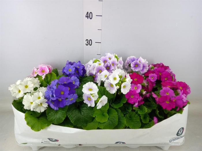<h4>Primula obcon. 'SwKiss Amore'  .mix</h4>