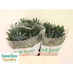 Eryn Pac Blue Stripe